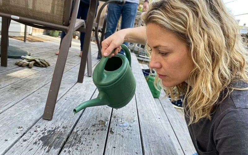 Water soaking into weathered deck boards from a watering can